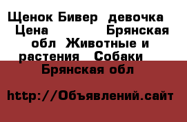 Щенок Бивер, девочка  › Цена ­ 12 000 - Брянская обл. Животные и растения » Собаки   . Брянская обл.